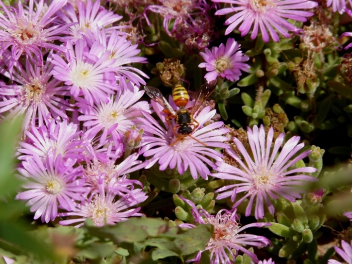 Nomada numida manni (Apidae).